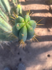 💎🌶️ 0102 — XXL Two Footer Tip (24”)