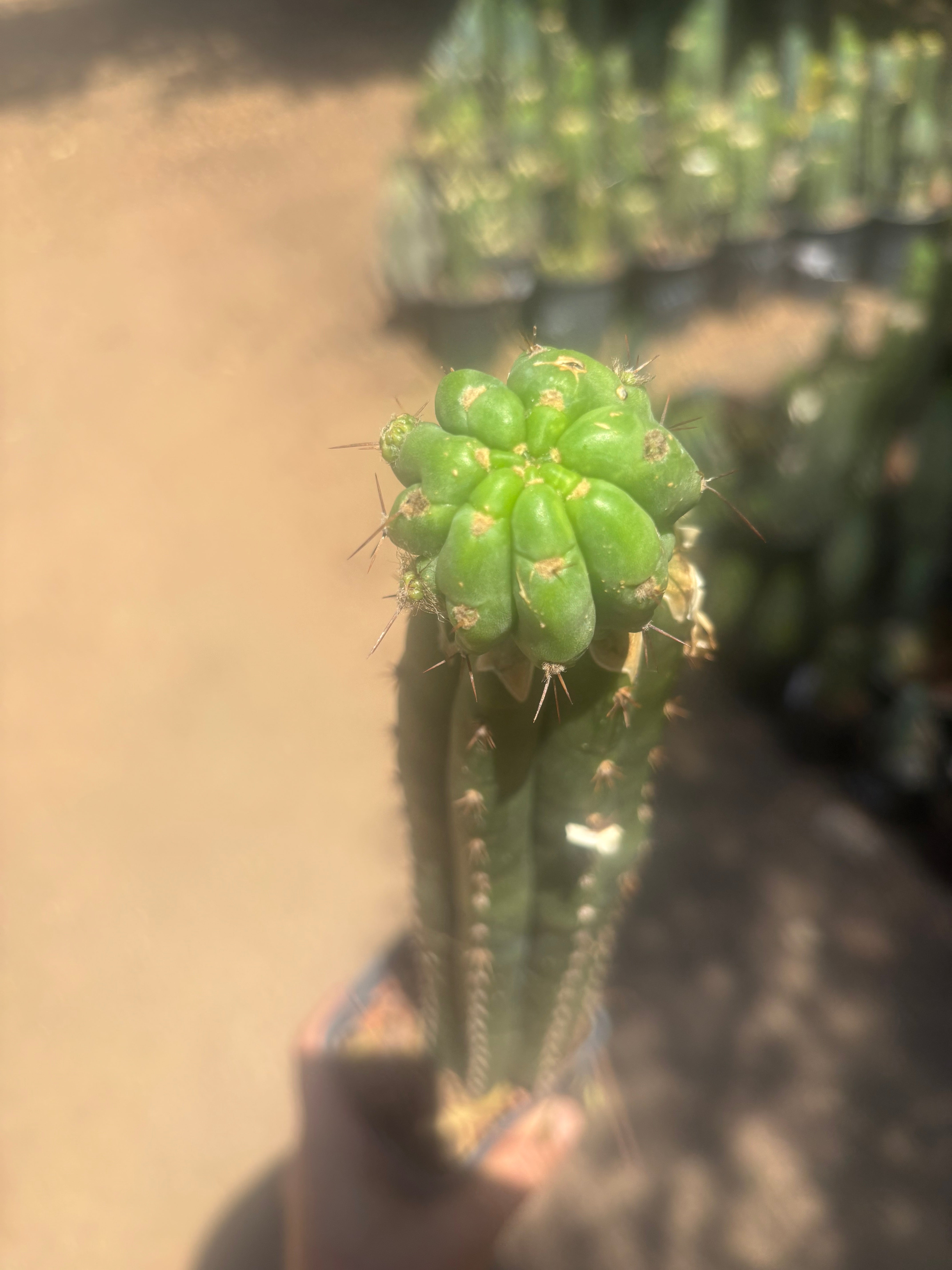 💎👑💎 Havran — Established Pup Graft on Rooted 15” Torres & Torres