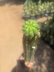 💎👑💎 Havran — Established Pup Graft on Rooted 15” Torres & Torres