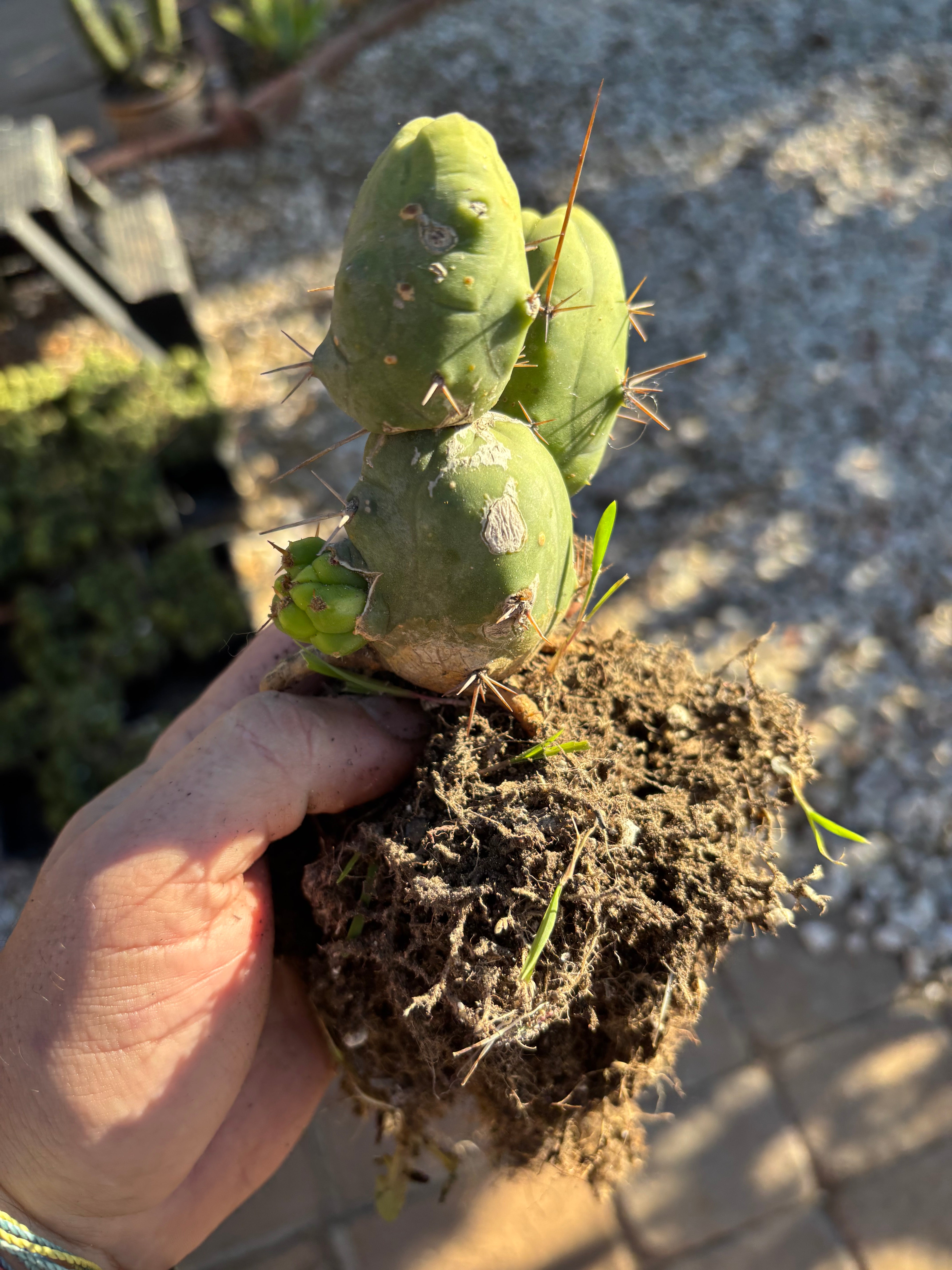 👑🌶️🌶️  TBM Clone B