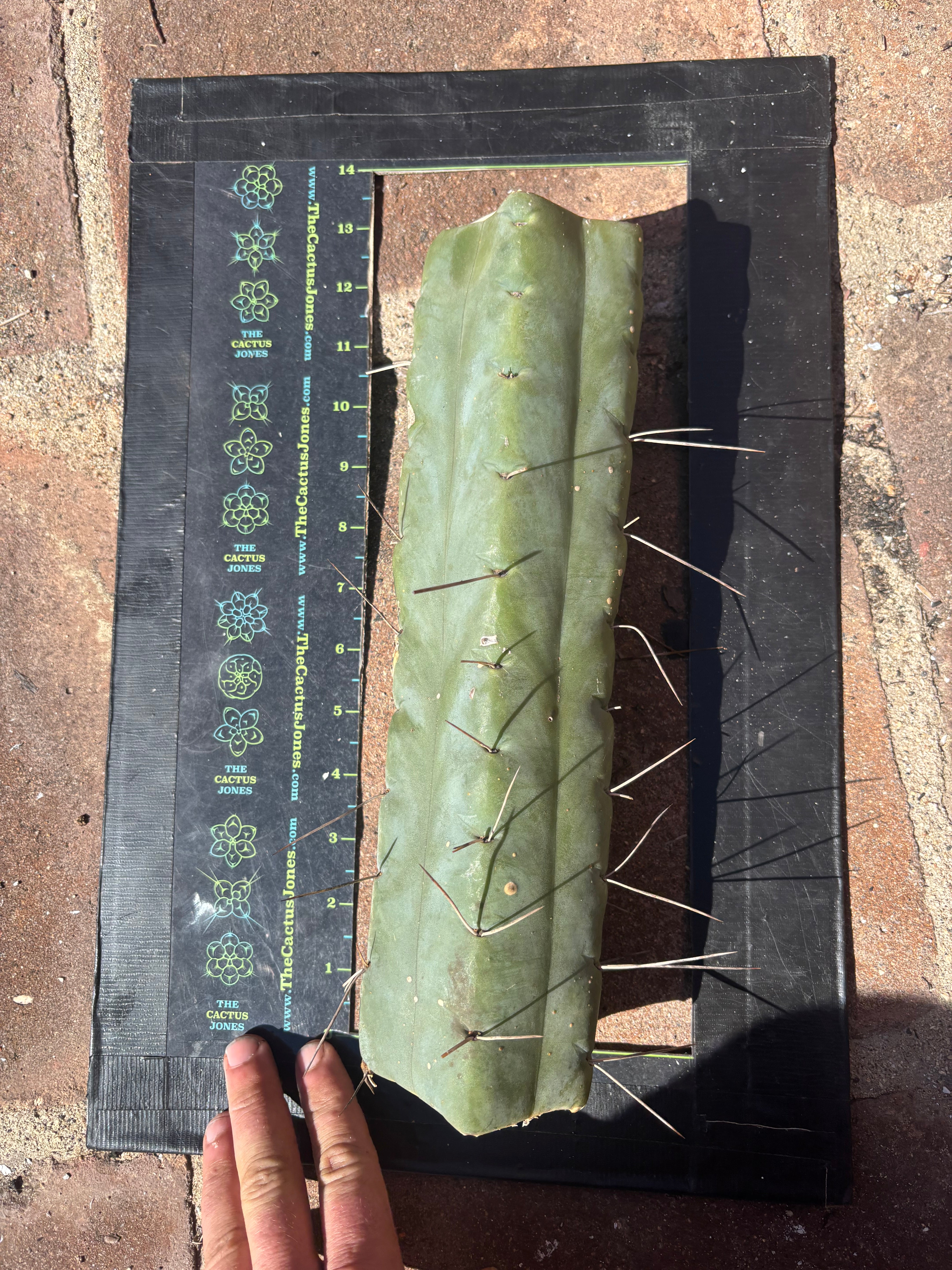 👑🌶️ TBQM  — Massive 13” Mid