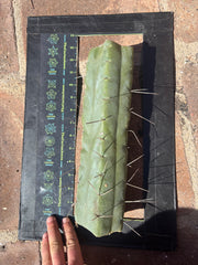 👑🌶️ TBQM  — Massive 13” Mid