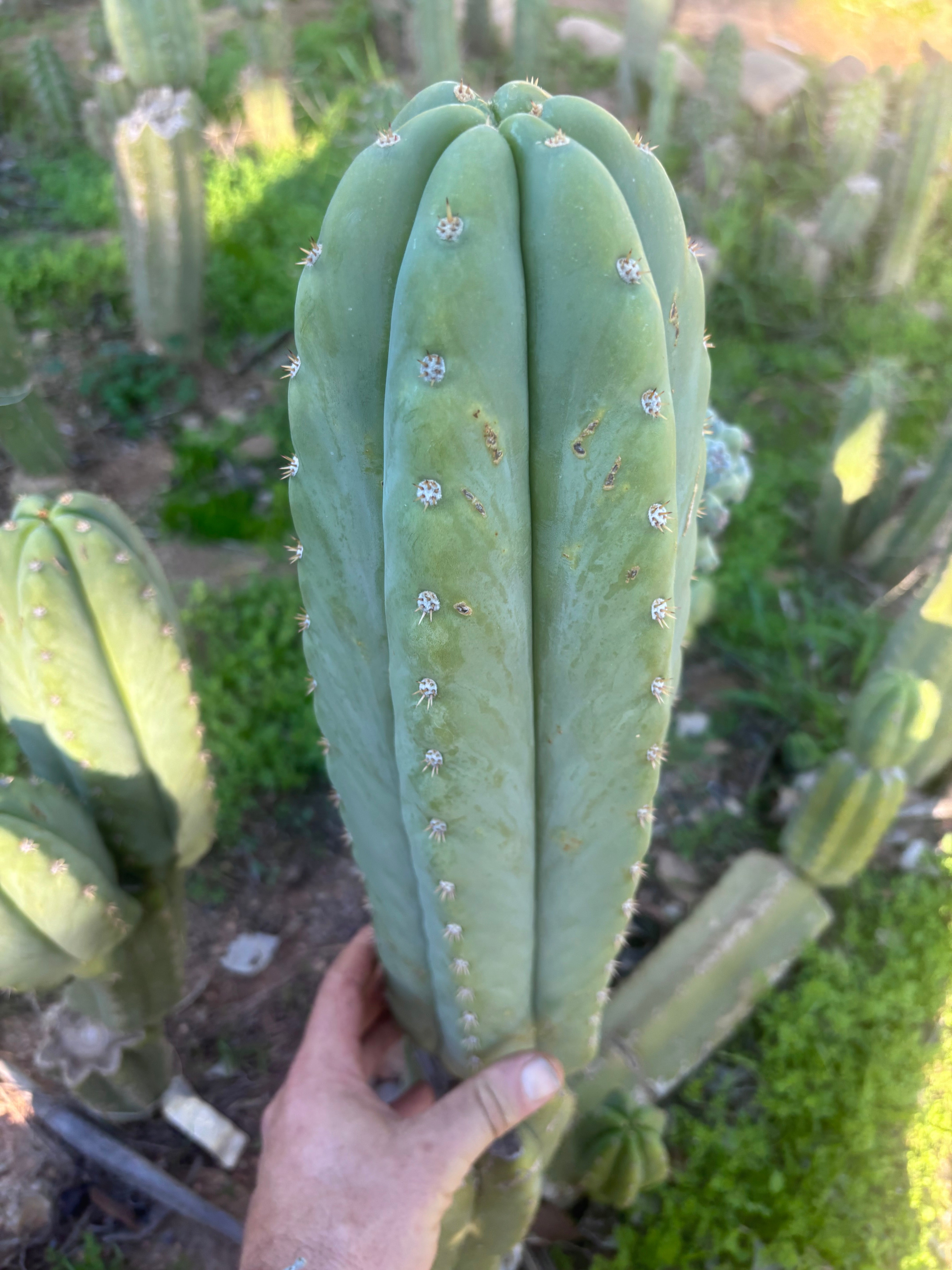 💎 Heynes x Sharxx  — Massive 16” Pup