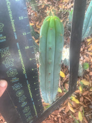 👑🌶️🌶️ Pala — 12” Tip