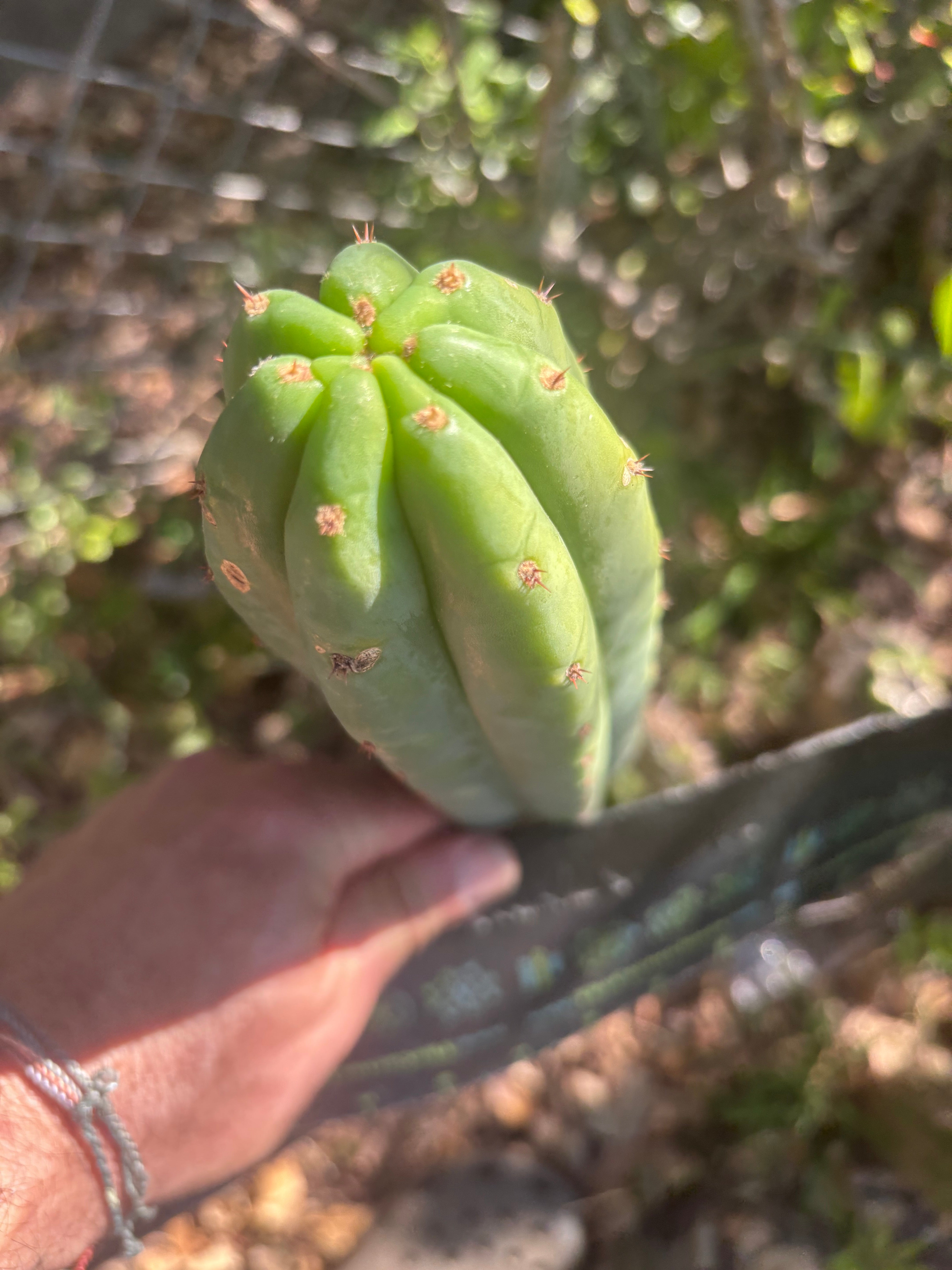 💎👑🌶️🌶️ KR04 — Another 7” Tip