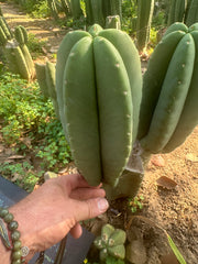 👑🌶️ Zulk — 9.5” Melon