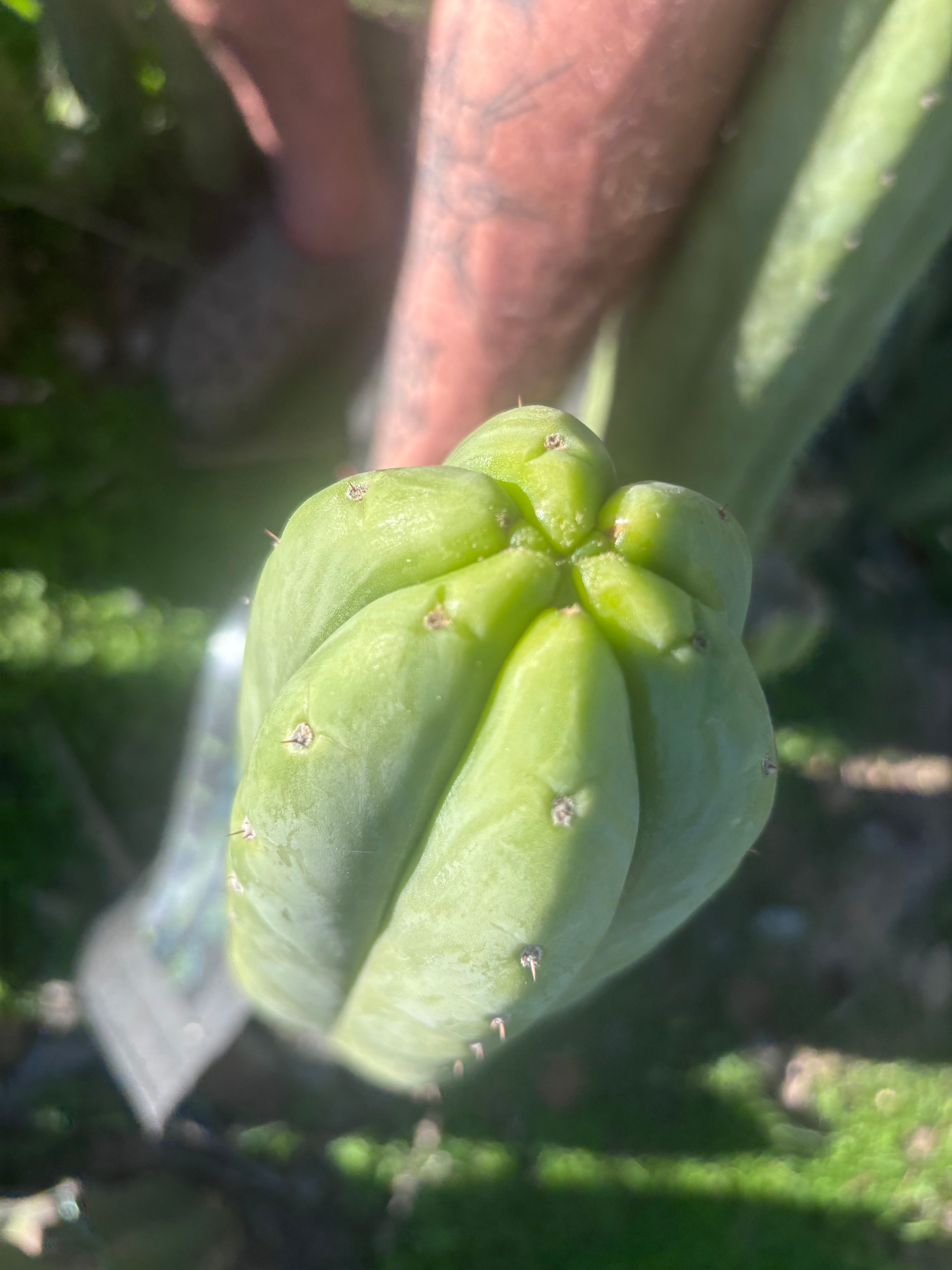 💎👑🌶️🌶️ Ogun — XL 15” Pup