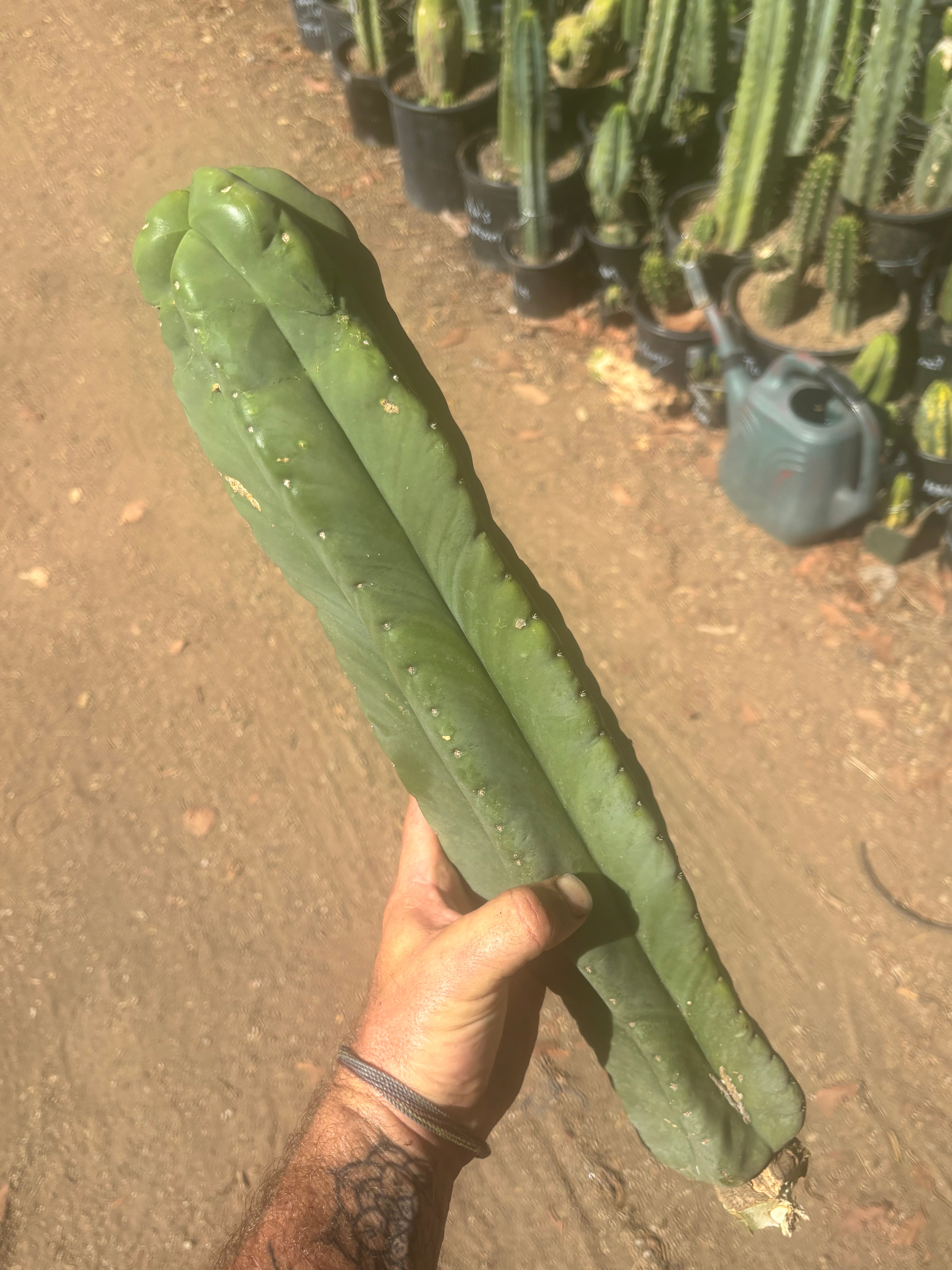 💎 Hulk x Zed — XL 17” Magnum Tip