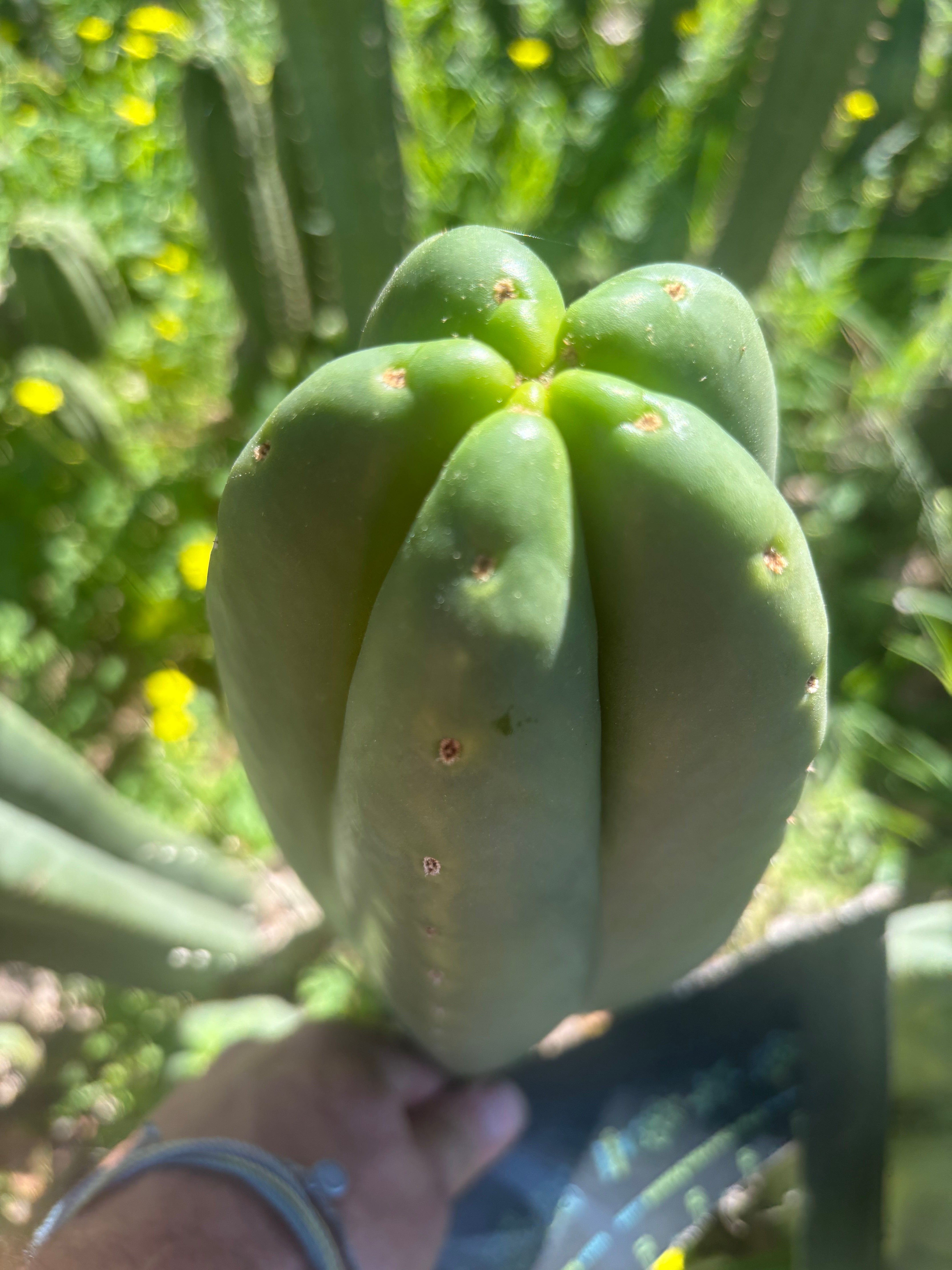 👑🌶️ Scop A — FAT 10” Tips