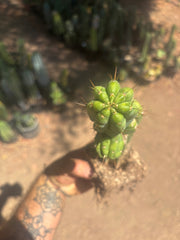 💎👑💎 Havran — Established Multi-Pup Graft on PC