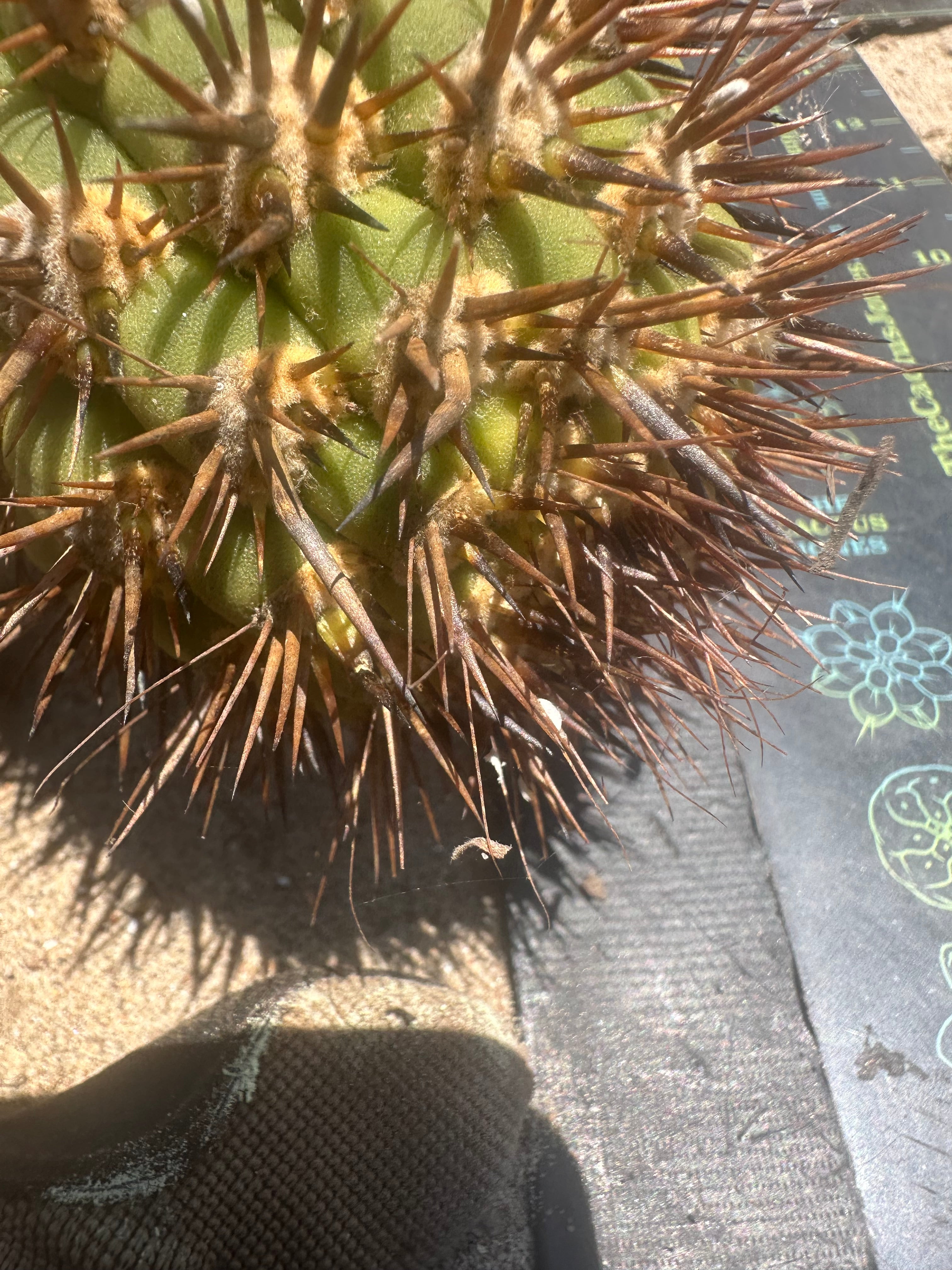 💎👑 Coquimbanus — Fat 10” Tip