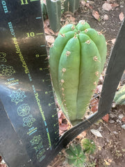 👑🌶️ Torres & Torres — 10” Tips (Restocked)