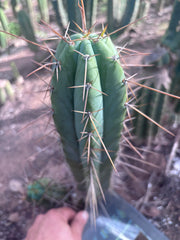 👑🌶️ Nash — 14” Tip