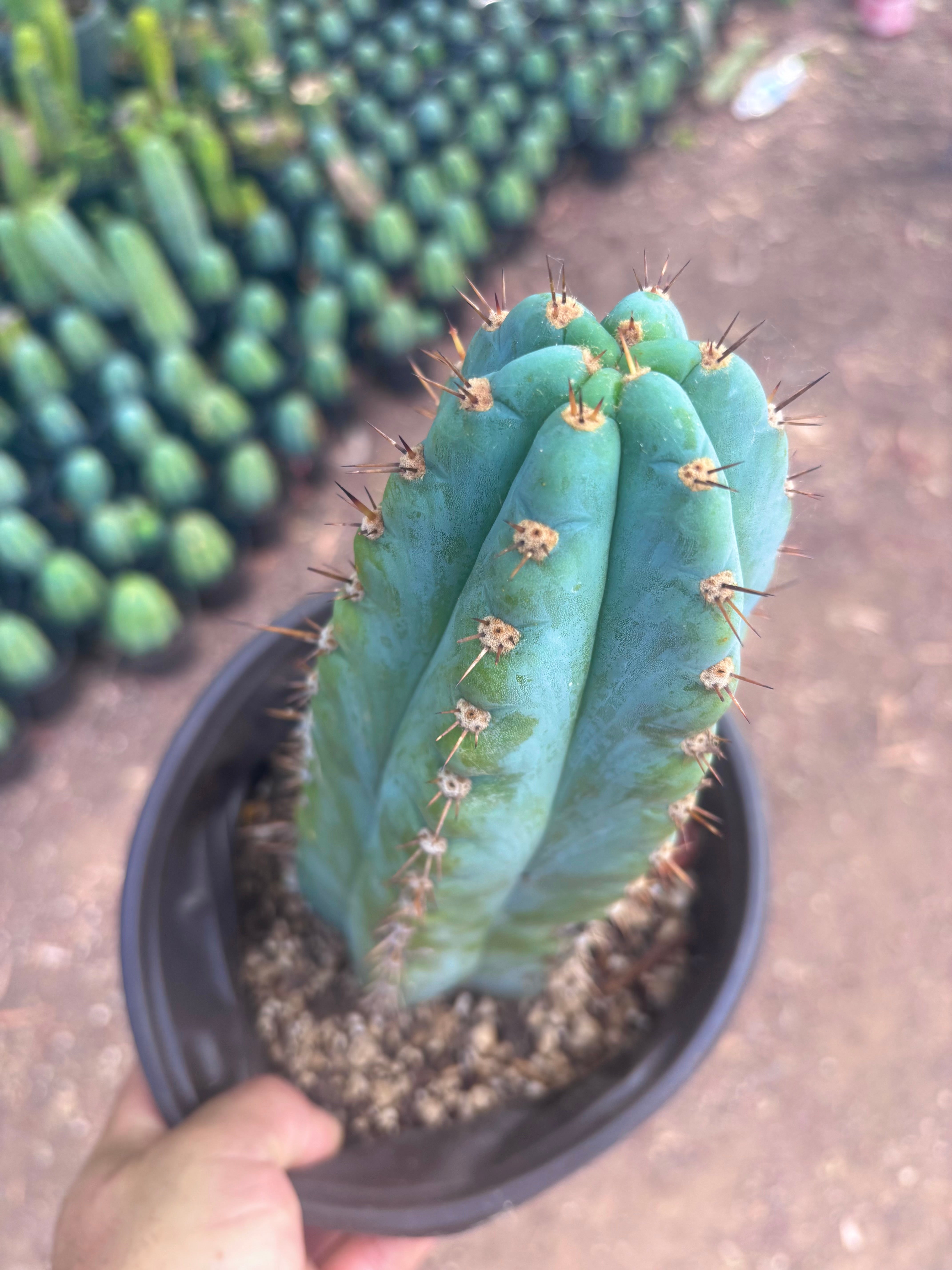 💎👑💎 Papa Smurf — Chonky 12” Rooted Tip