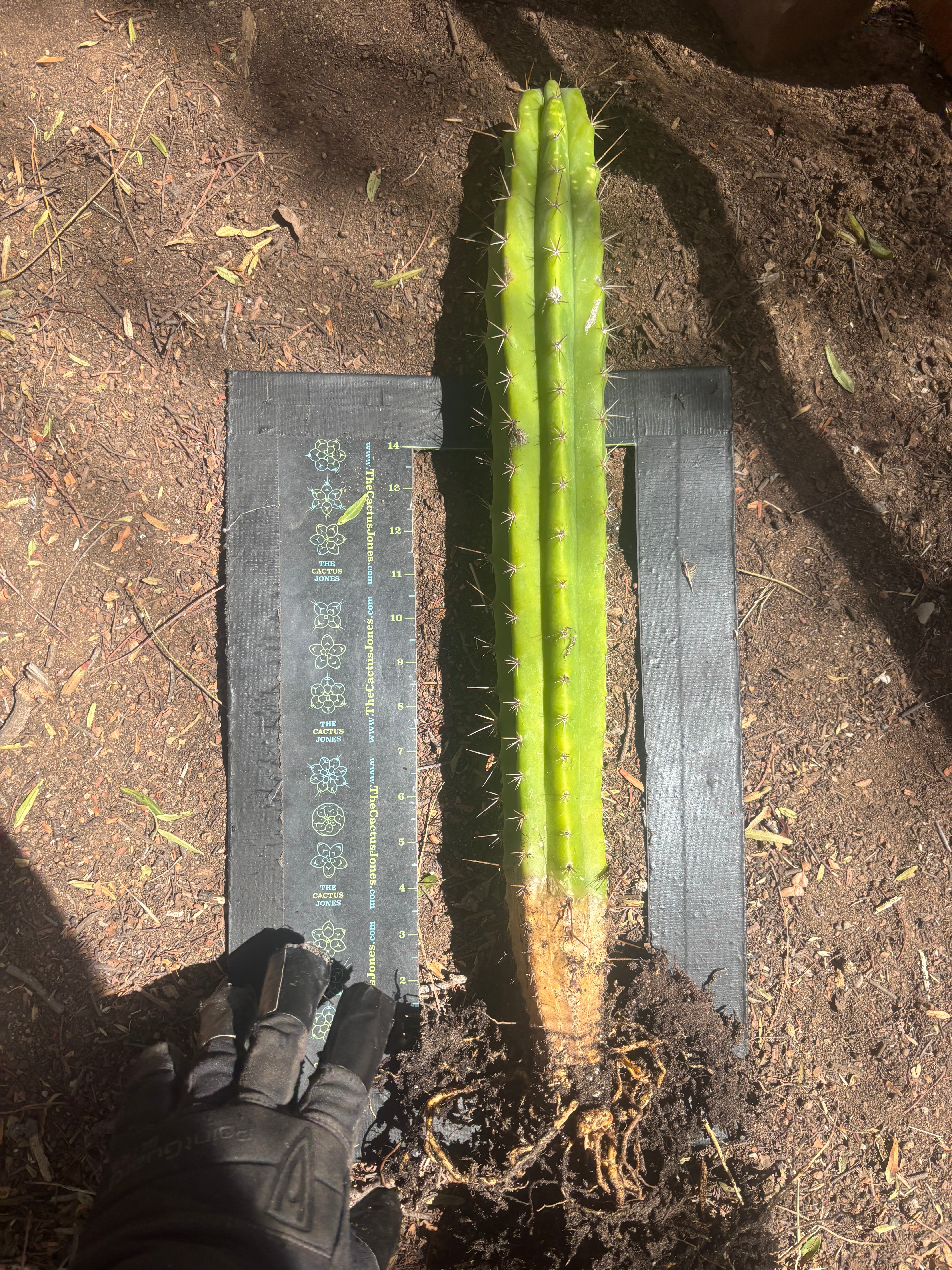 💎 SS02 x DeCosta — XL Seed Grown 21”