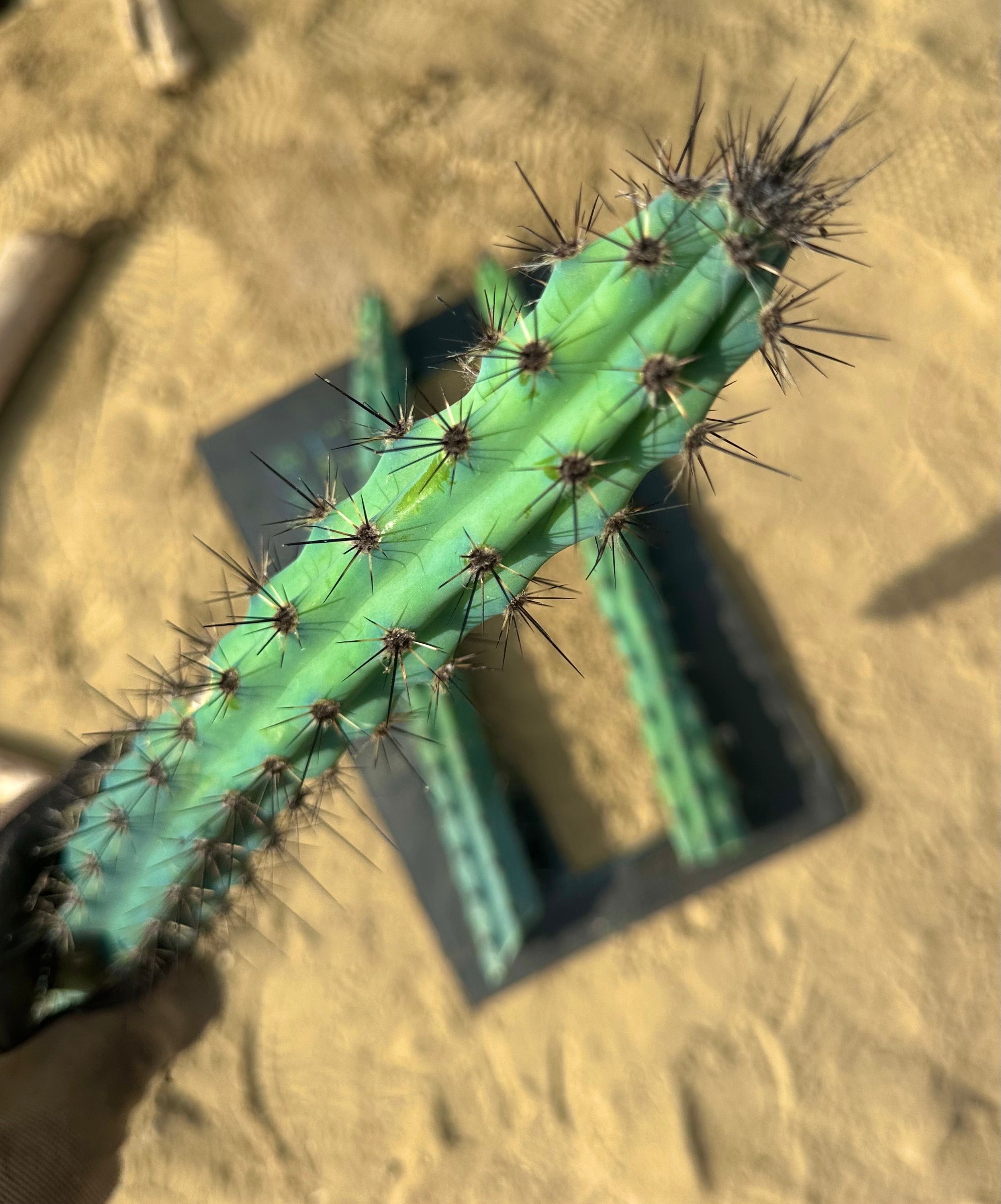 💙 Cereus Aethiops — 15” Tips (3)