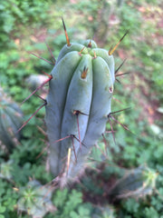 👑🌶️ Mesa Gardens Bridge — 11” Tip