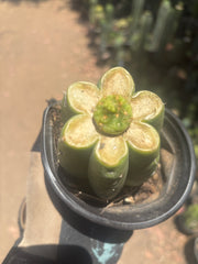 👑 Hulk’s Balls — Graft On Rooted PC