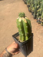 💎👑💎 Havran — Pup Graft on Rooted PC