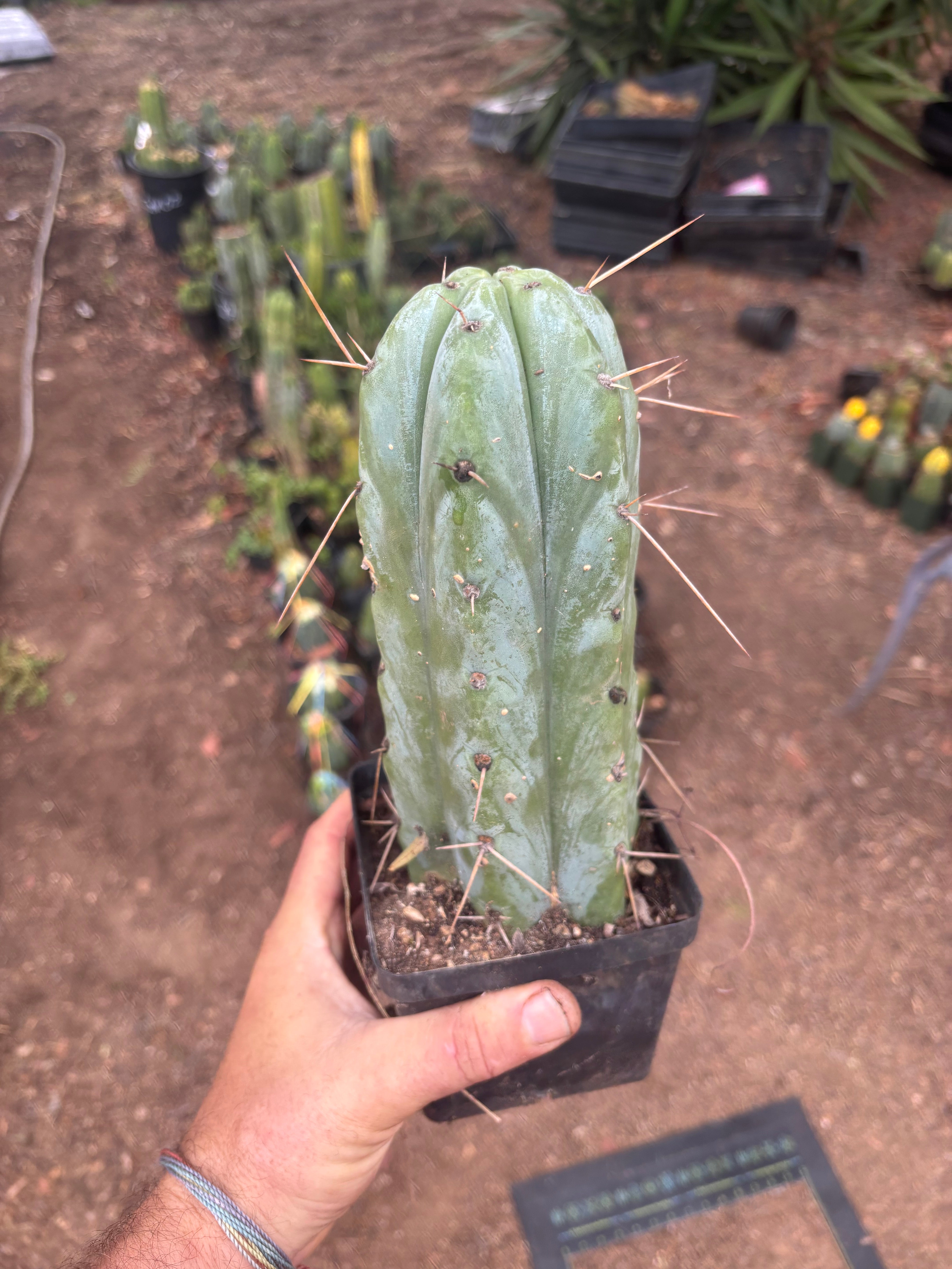 👑🌶️ Psycho0’  — Fat 9” Rooted Tip