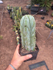 👑🌶️ Psycho0’  — Fat 9” Rooted Tip