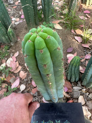 👑🌶️ Restocked (Again) — Ventucky Blue — 10” Tips