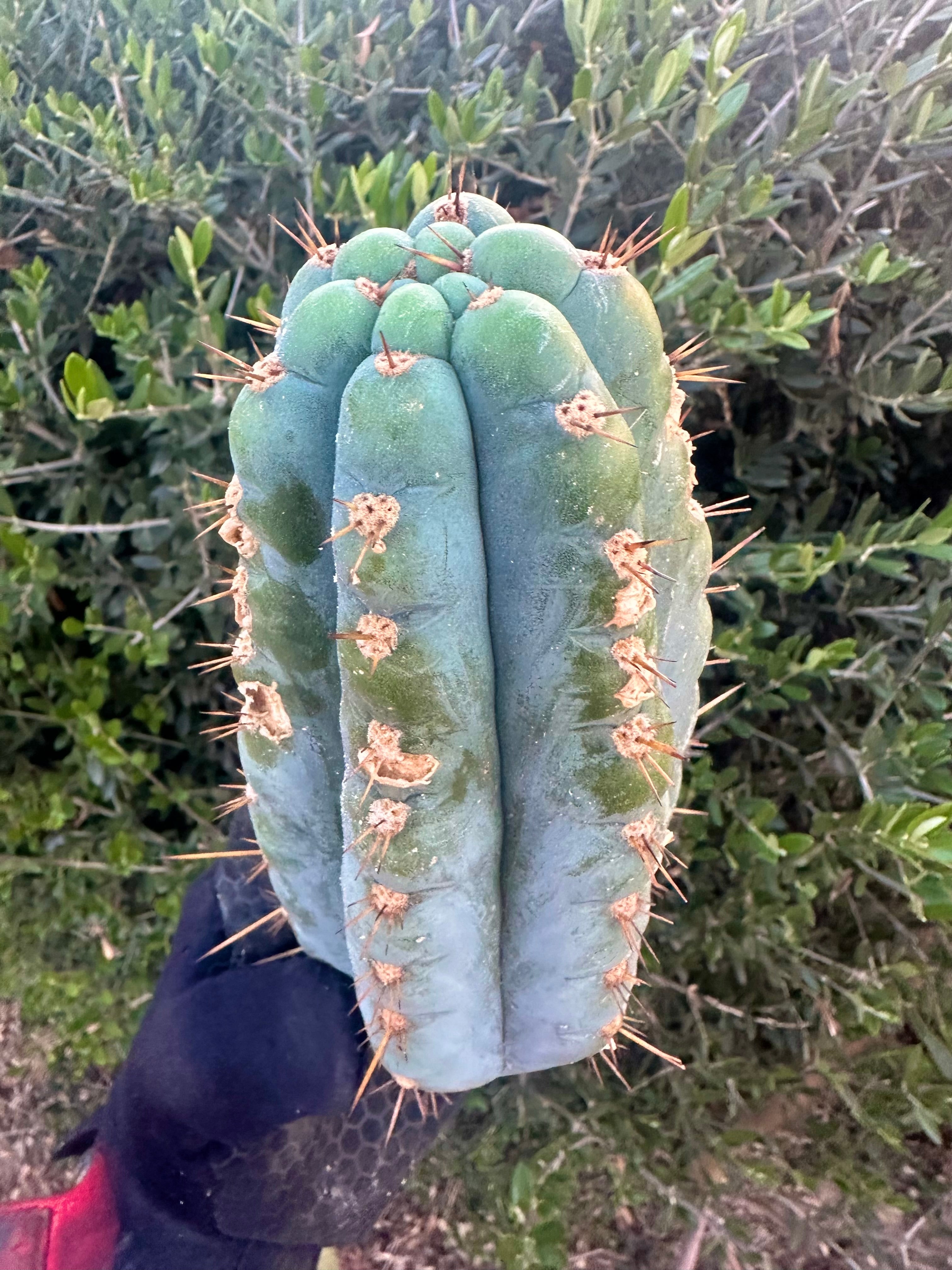 👑💎 Papa Smurf — 9” Pup