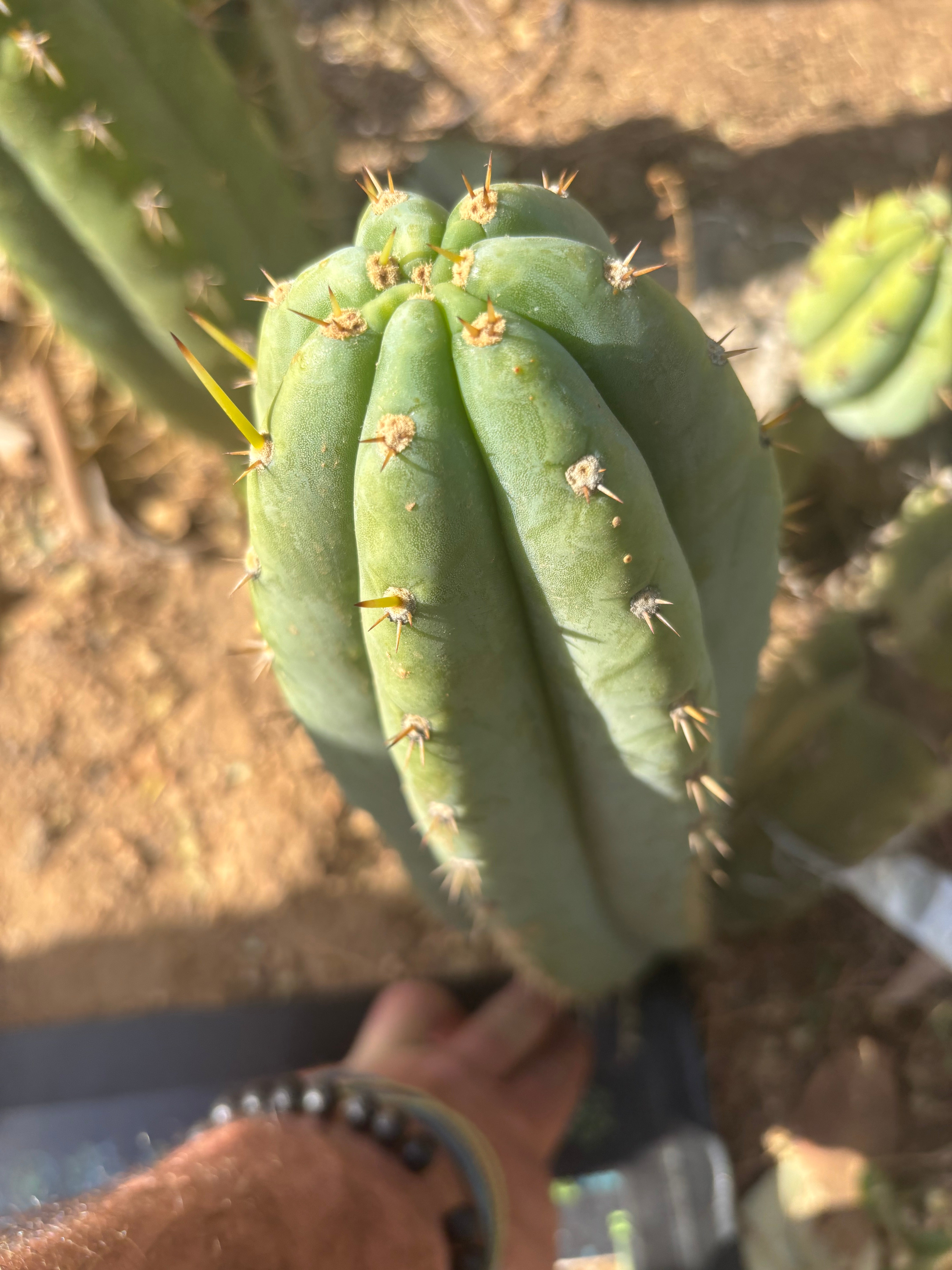 👑 Brian’s Blue Skies — XL 14” Pup