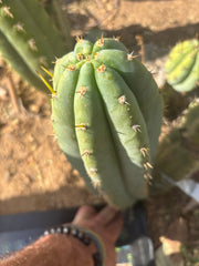 👑 Brian’s Blue Skies — XL 14” Pup