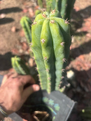 🌶️🌶️ NoidTwo — 11” Pup