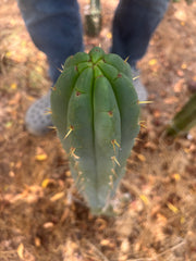 💎👑💎 Amazonas — 11” Tip