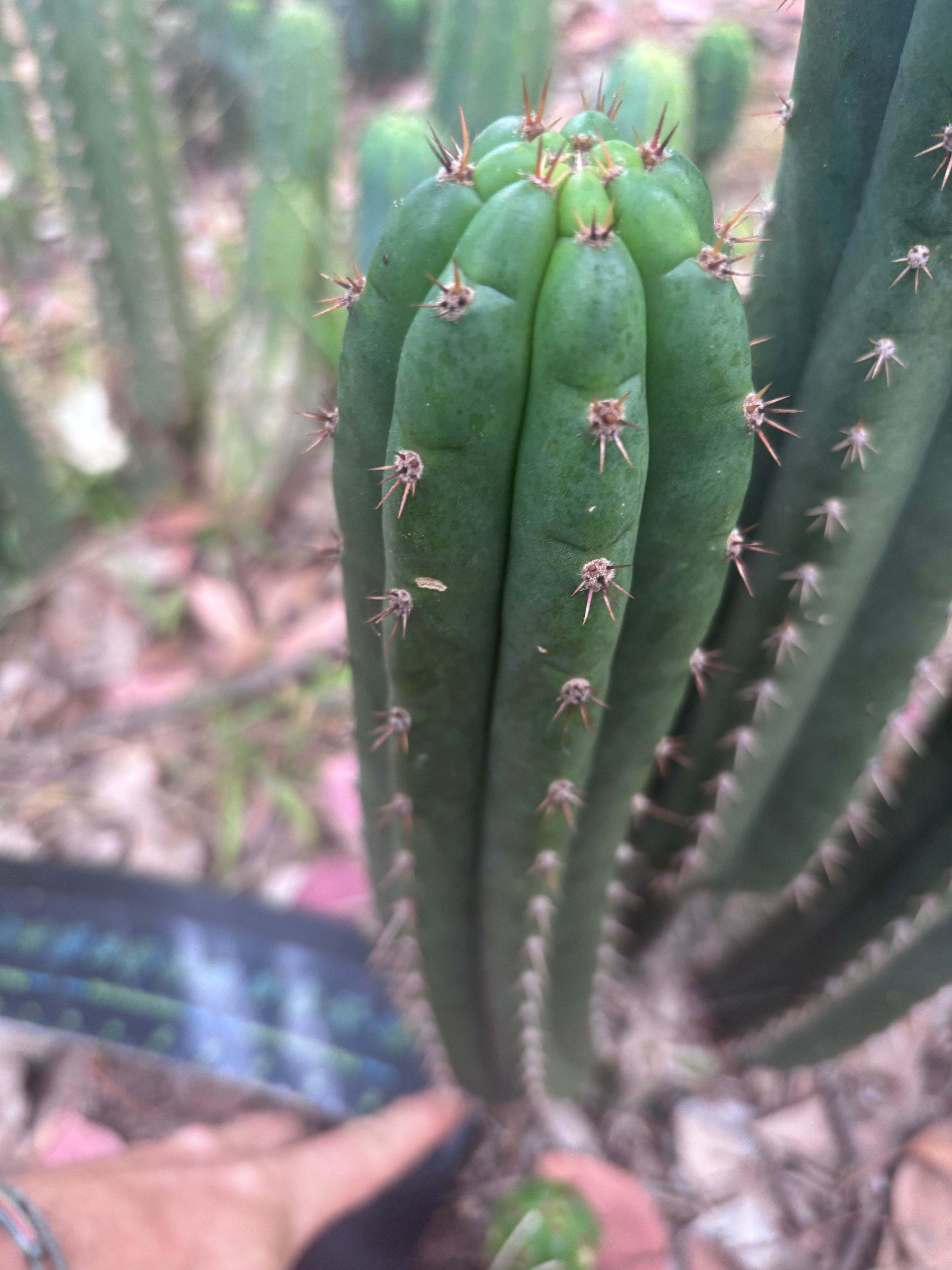 💎👑🌶️ Torres & Torres — 13.5” Pup
