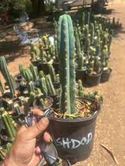 👑🌶️  Ashdod — Rooted 12” Tip