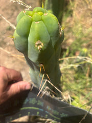 💎👑🌶️ Monster De Cota Cota — Chonky Tip