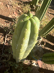 👑🌶️🌶️ Landfill — Thick 8” Tip