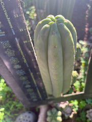 👑🌶️ The Field’s Pachanoi — Chonky 12” Tip