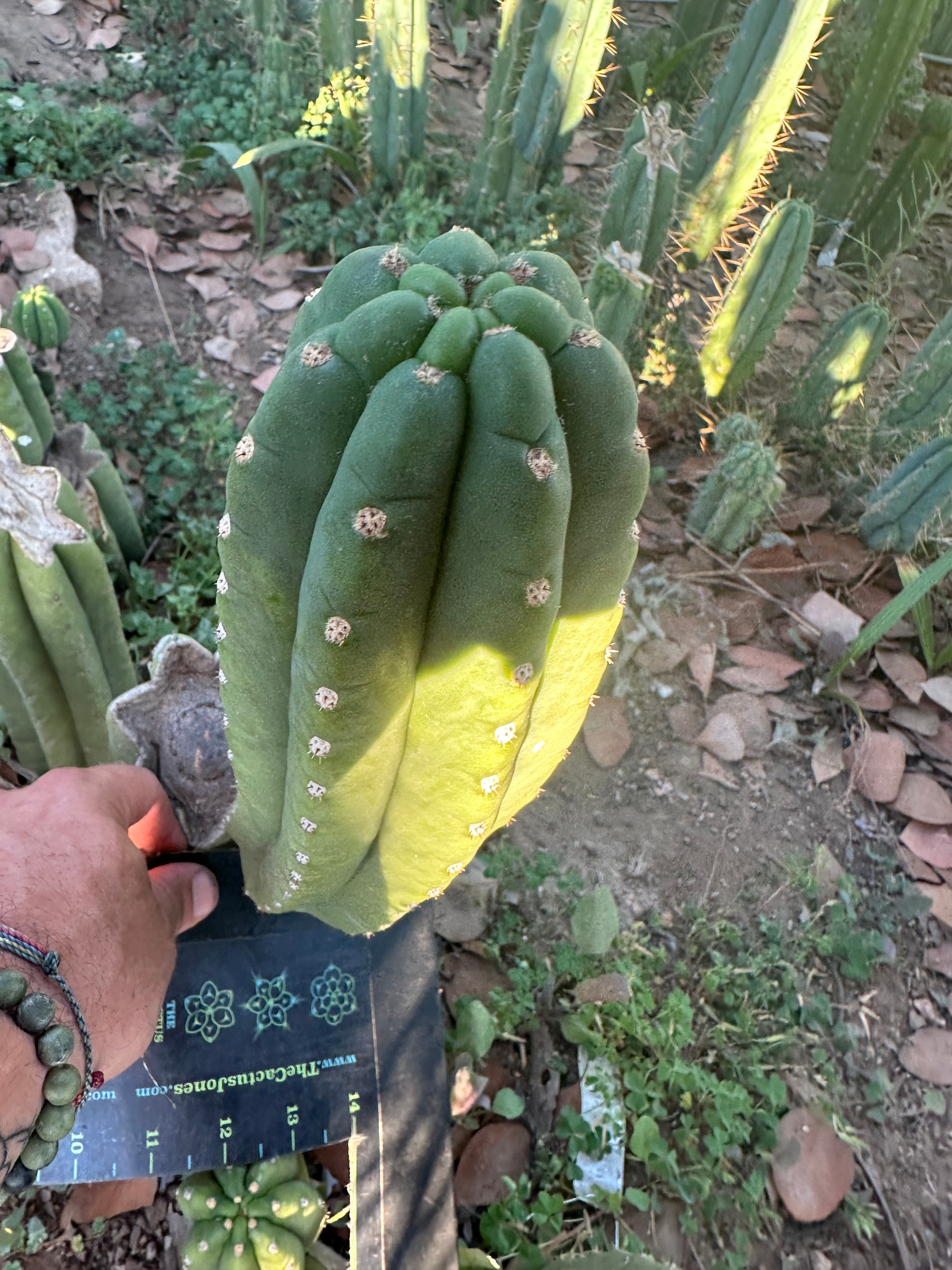 👑🌶️ The Field’s Pachanoi — Fat 10” Pup