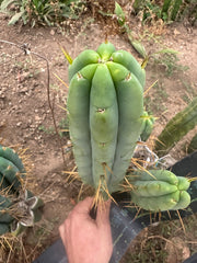 👑🌶️🌶️ Jiimz Twin Spine  — 11” Tip