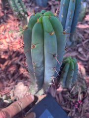👑🌶️🌶️ Pala! — The Sunday Pup