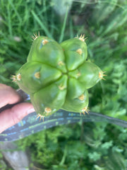 💎👑💎🌶️ CareBear — 5” Tip