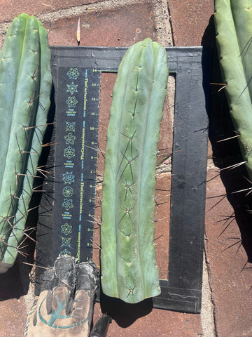 👑💎🌶️🌶️ Eileen — 15” Mega Tips