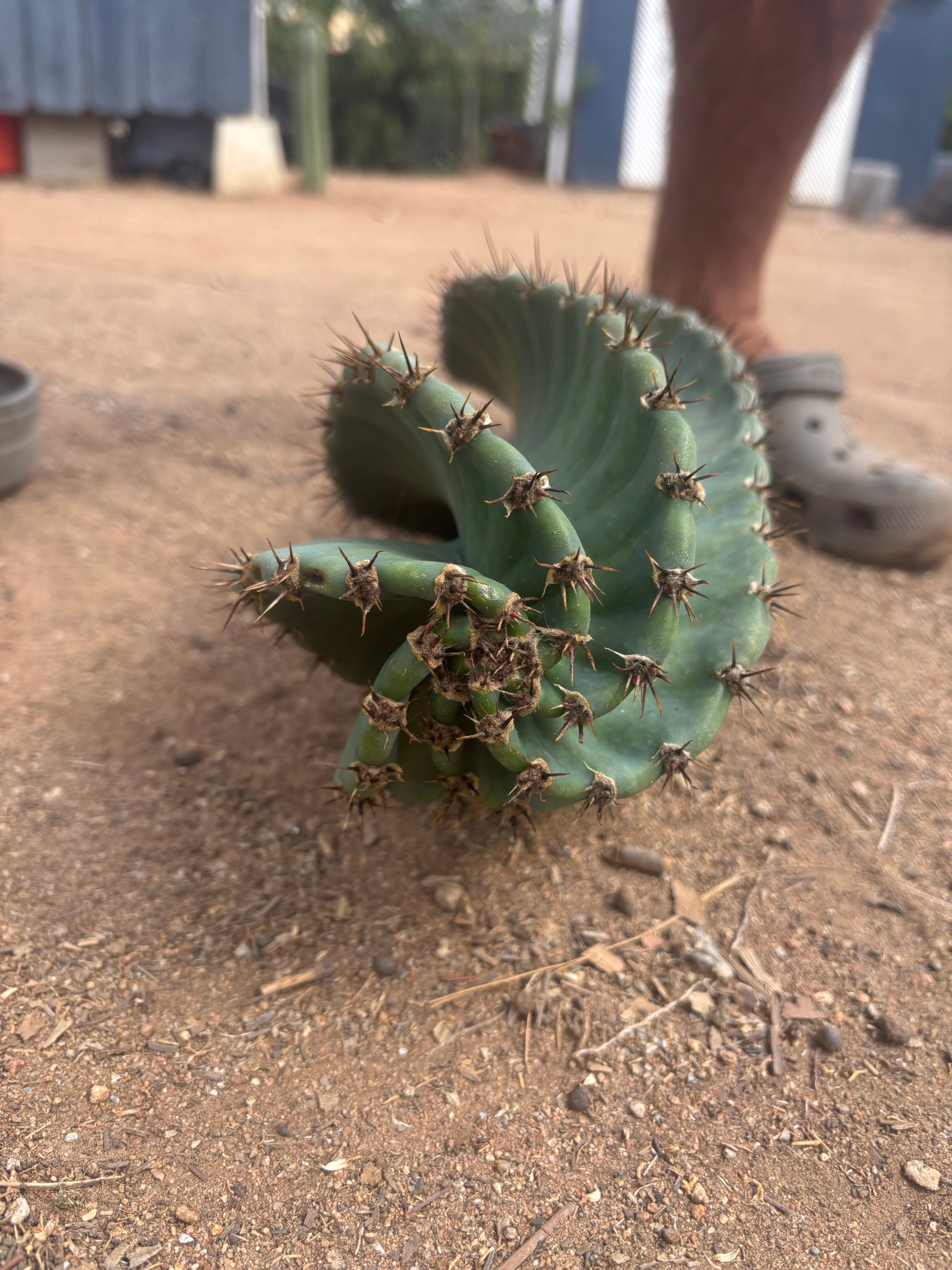 💎🌀 A Cereus Tornado  — XXL 21” Pup
