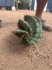 💎🌀 A Cereus Tornado  — XXL 21” Pup