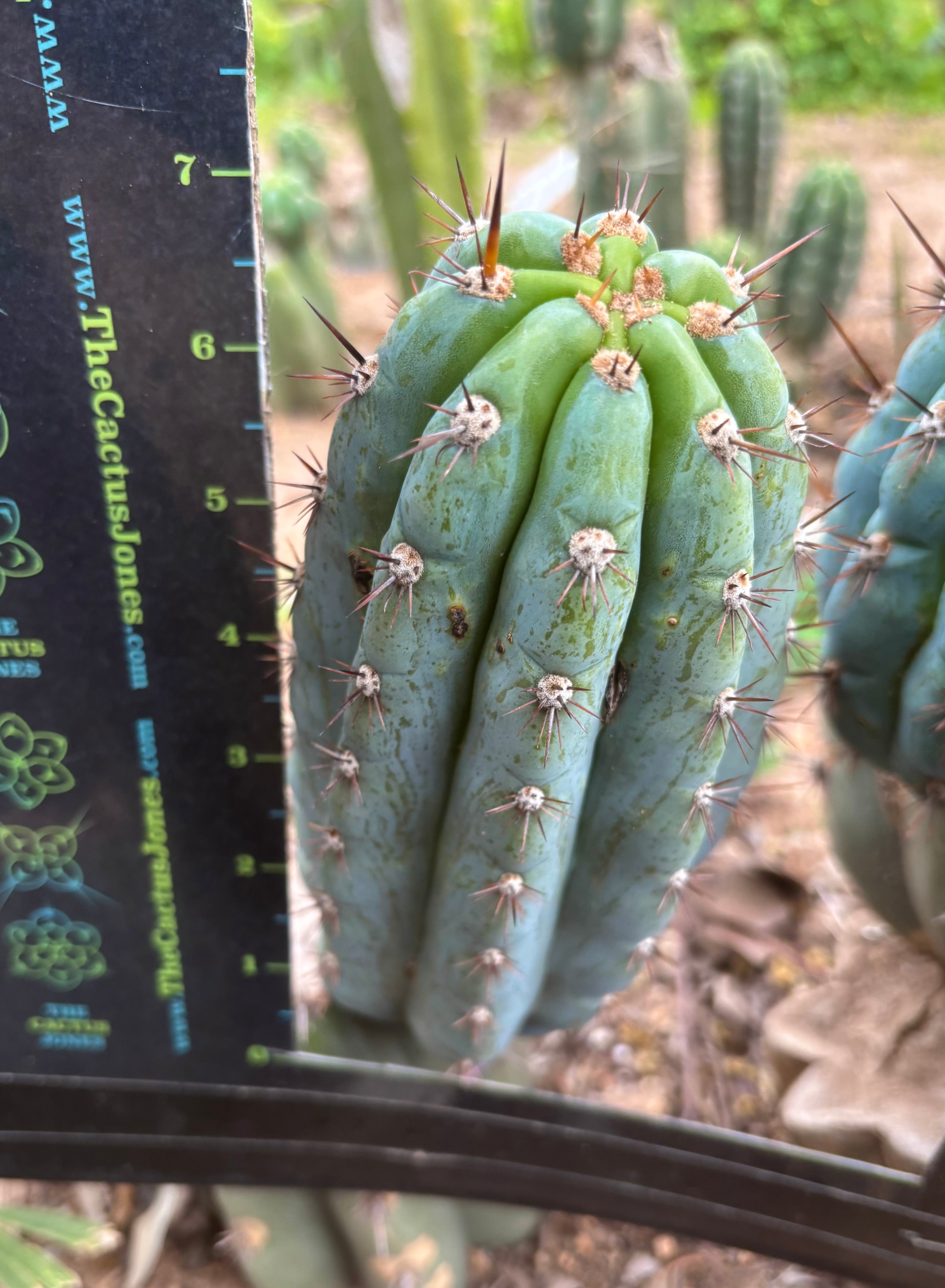 👑💎 Los Gentiles — 7.5” Pup