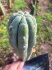 👑🌶️ Brian’s Blue Skies — 10” Tip