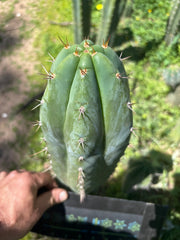 👑🌶️ Kimnach — Fat 11” Tip