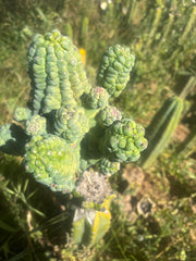 💎👑💎 Glorp — Crazy XXL Pupsplosion Graft