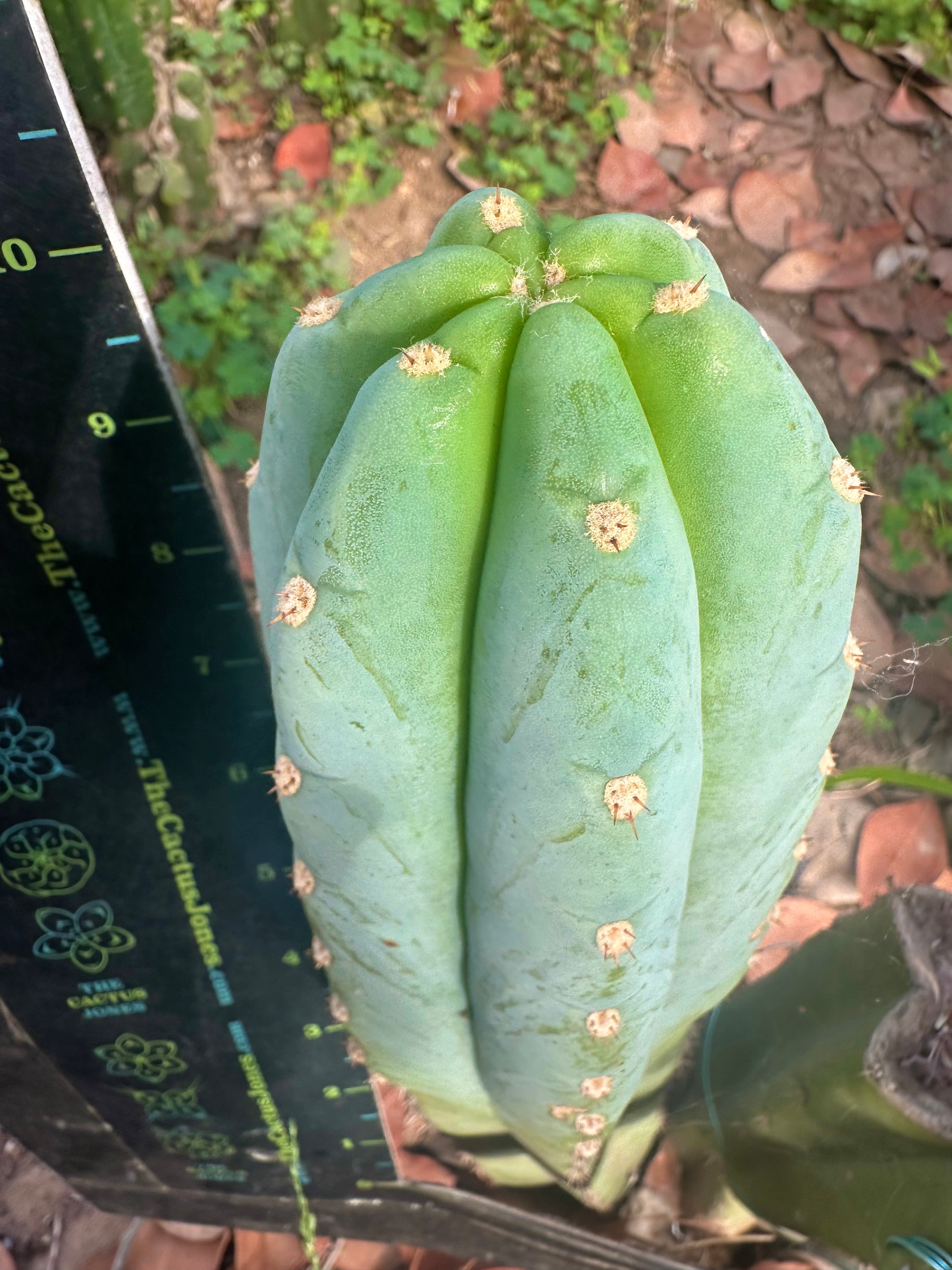 👑🌶️ Tom Juuls Giant — 10” Tip