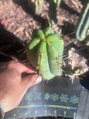 👑🌶️🌶️ Pala! — The Mid Week Pup