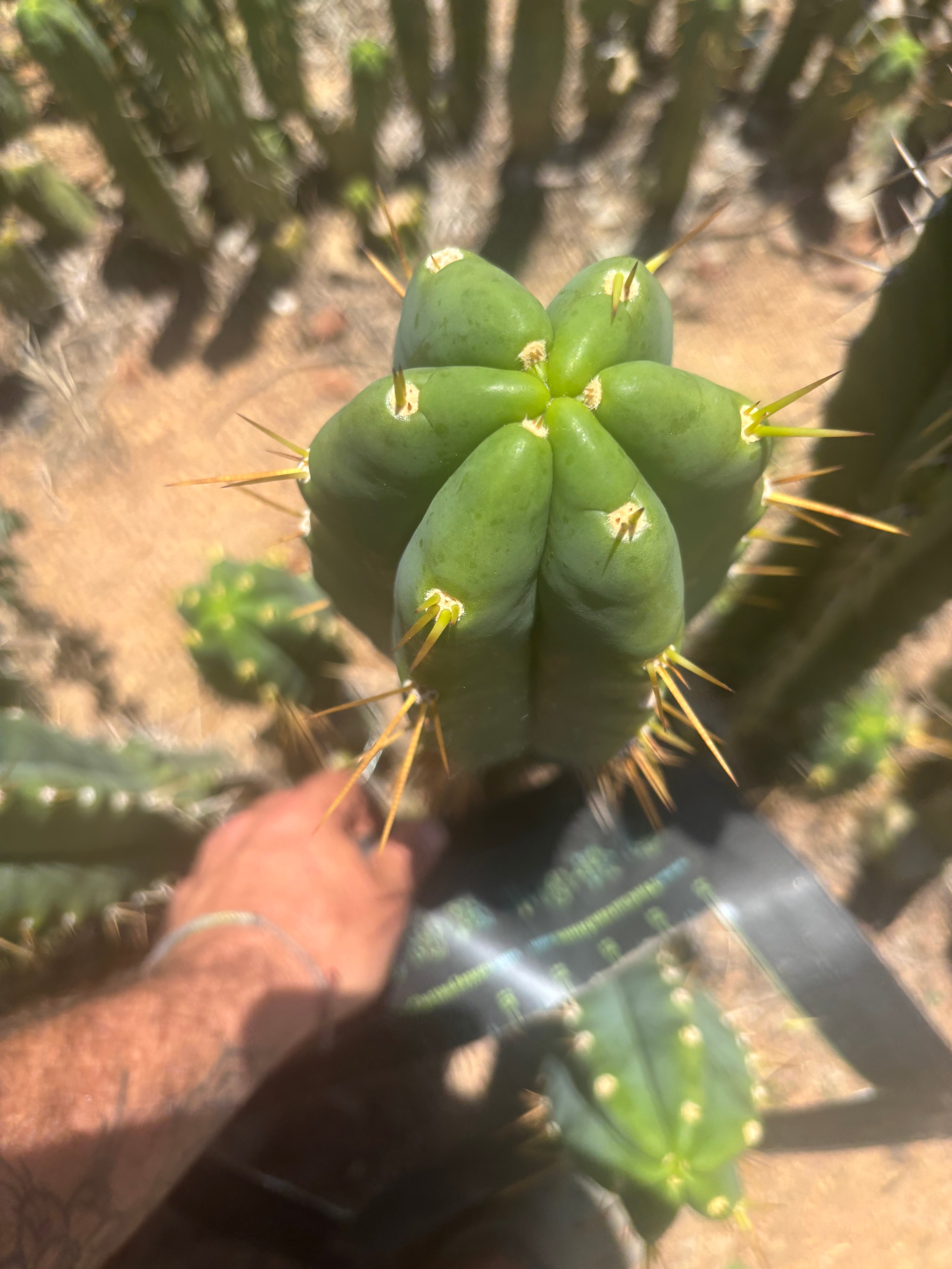 💎🌶️ Psycho0’ x SS01  — Massive 16” Tip